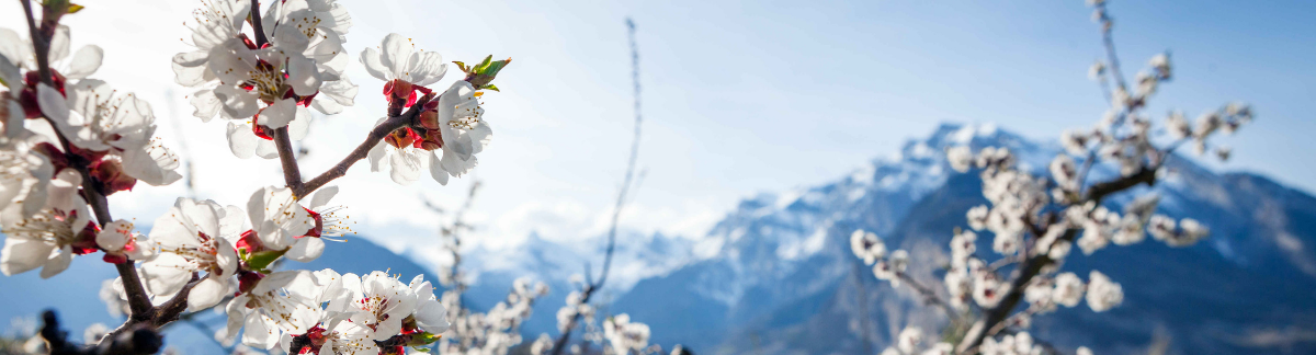 Your personal Valais