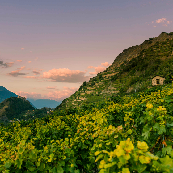 Spring in the vineyards