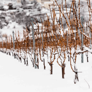 Le calme de la vigne en hiver