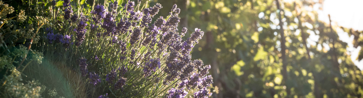 Die Geheimnisse unserer Natur