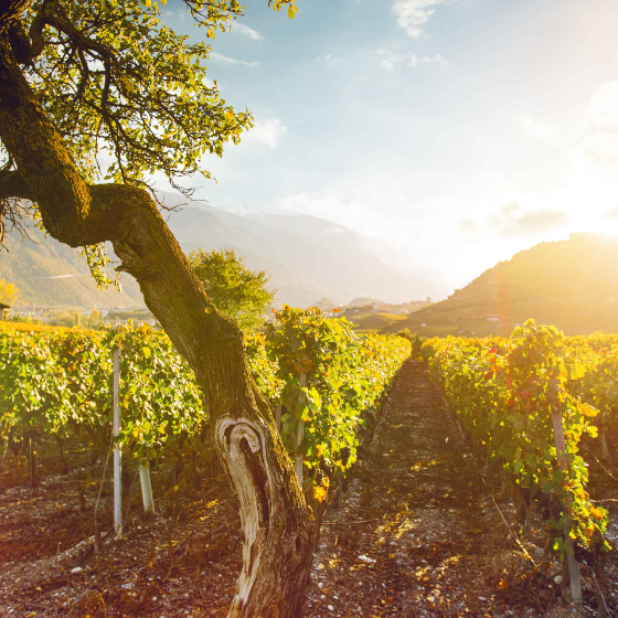 Ein Tag mit 1000 Gerüchen und Aromen