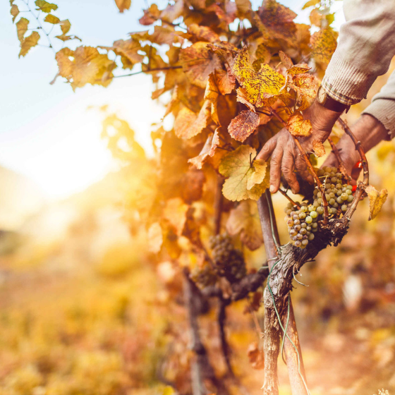 Unsere Tipps für einen gelungenen Herbst